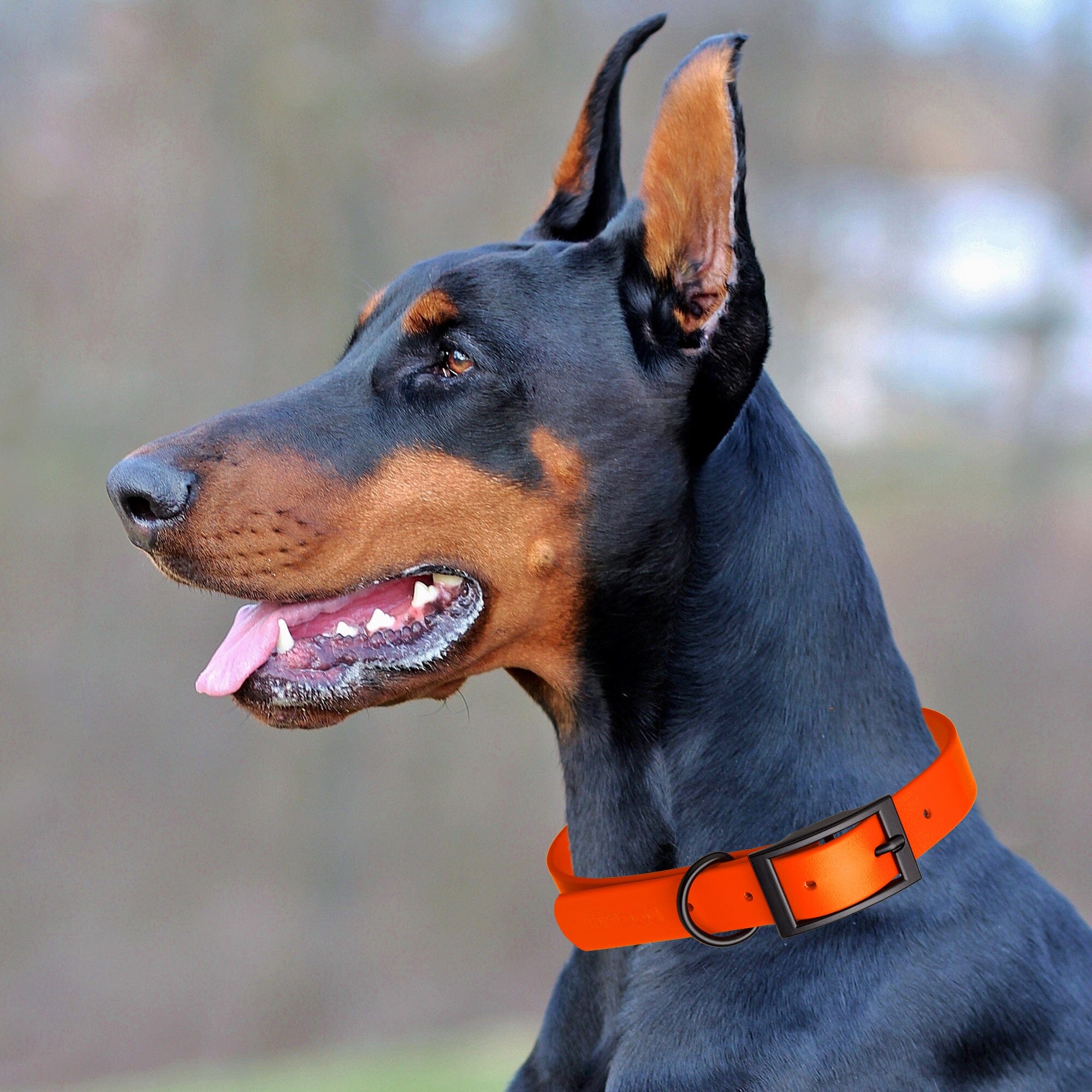 Biothane Waterproof Dog Collar - 1.5in Wide - X-Large (20 to 24 inches)