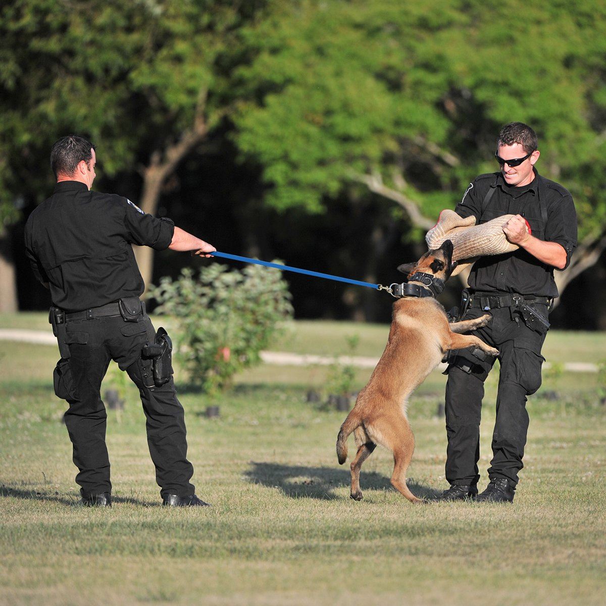 Viper Biothane Long Line 15 ft Lead with Brass Hardware