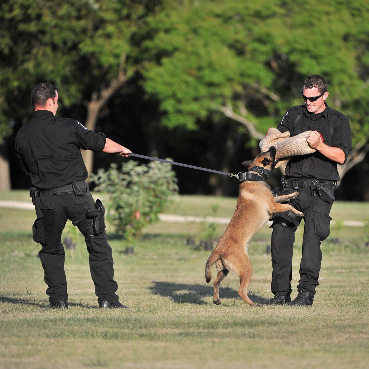 Viper Biothane Long Line 10 ft Lead with Brass Hardware