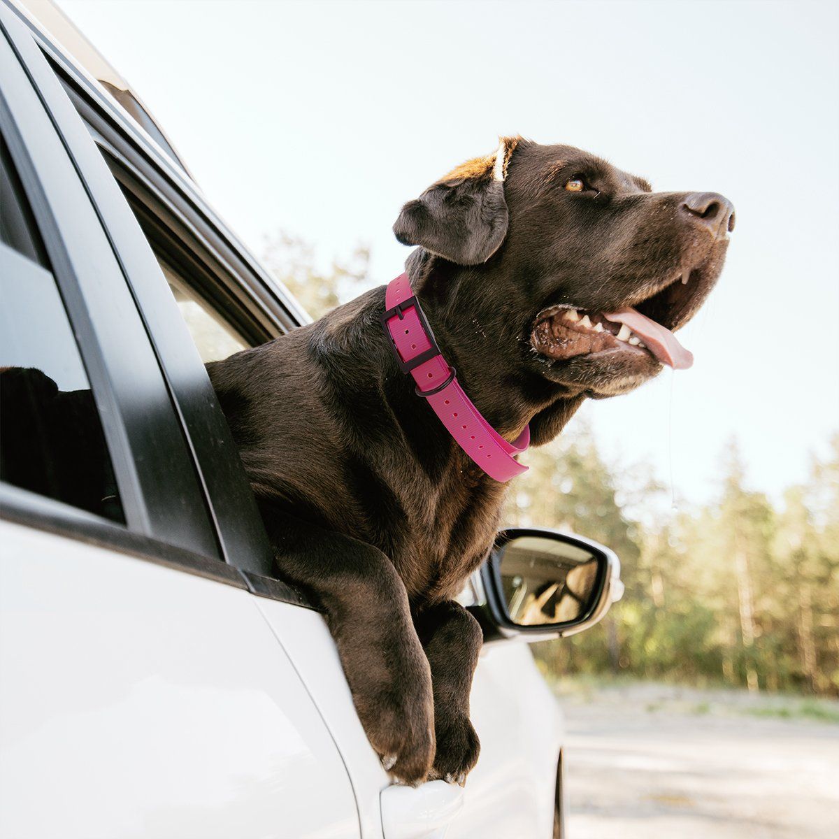 Biothane E-Collar Replacement Strap