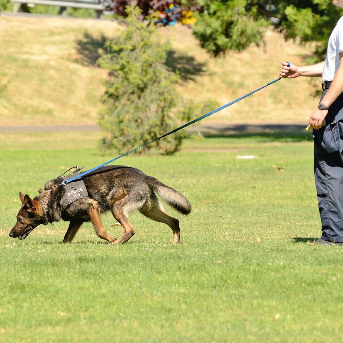 Viper Biothane Long Line 33 ft Lead with Brass Hardware