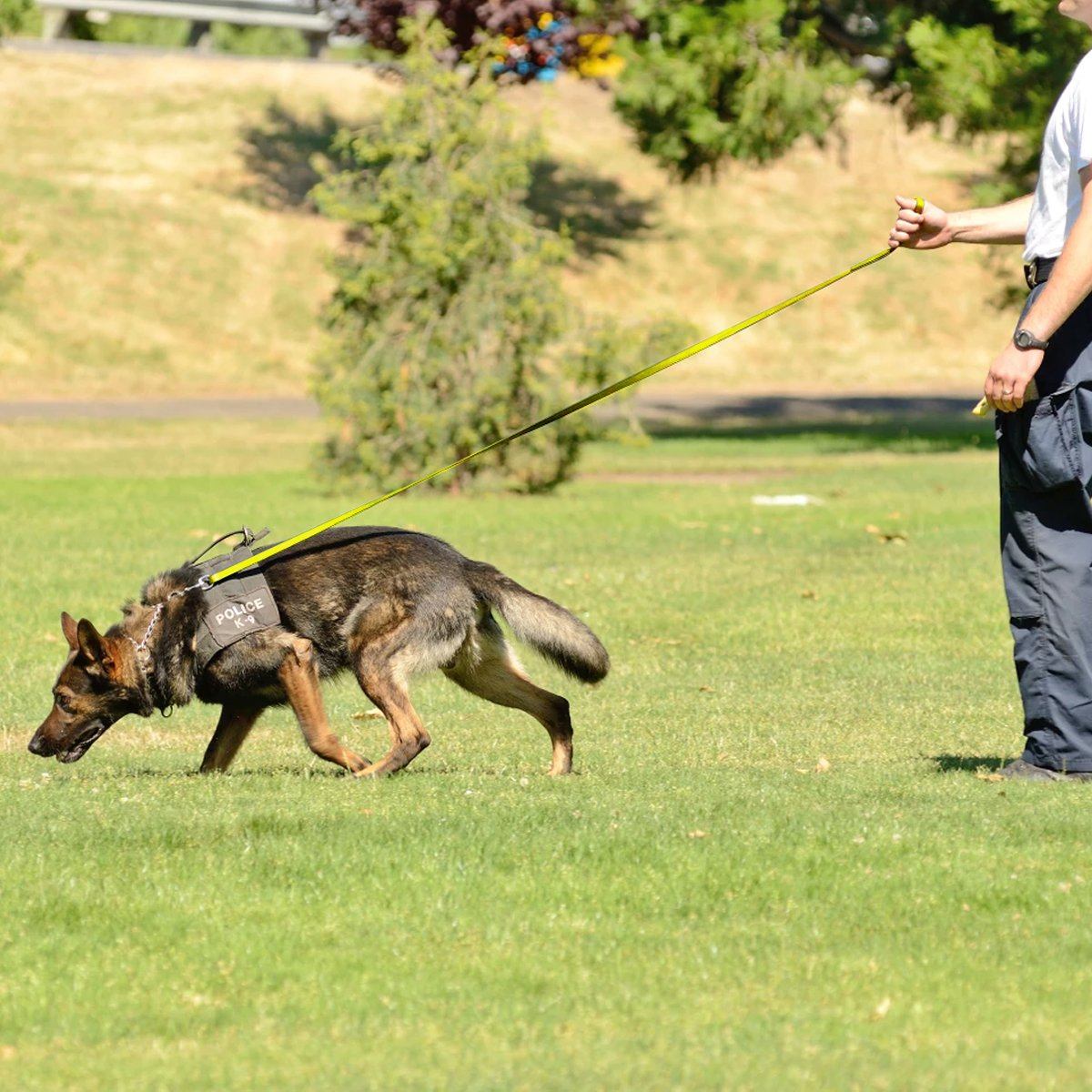 Viper Biothane Long Line 10 ft Lead with Brass Hardware