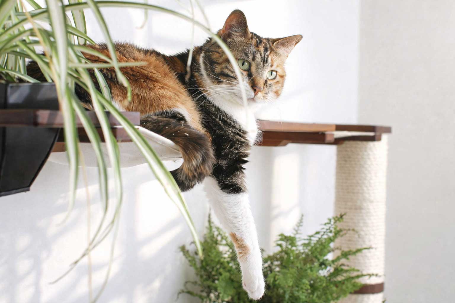 The Juggernaut - Indoor Cat Playground for Wall