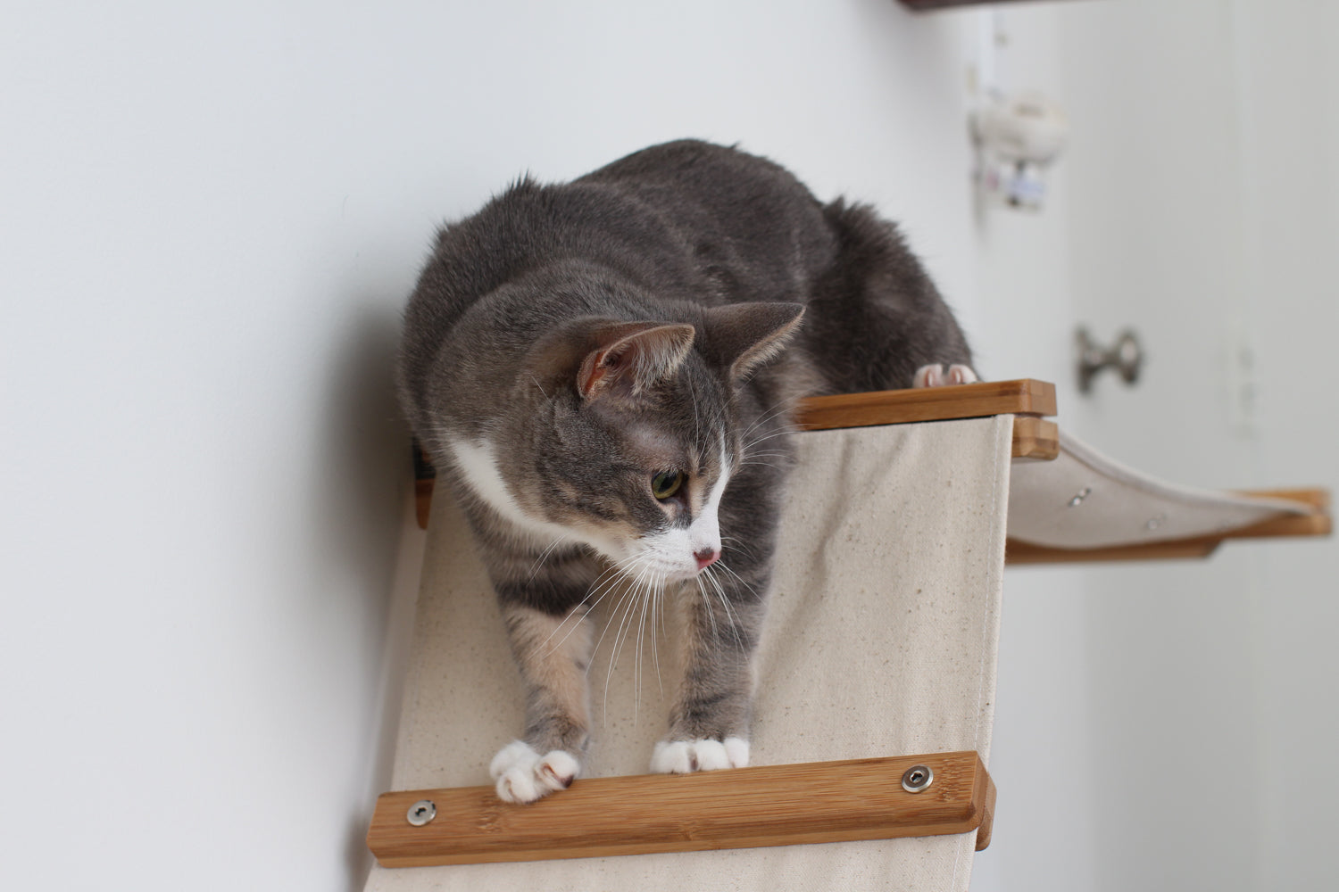 The Lift- Cat Hammock Bed