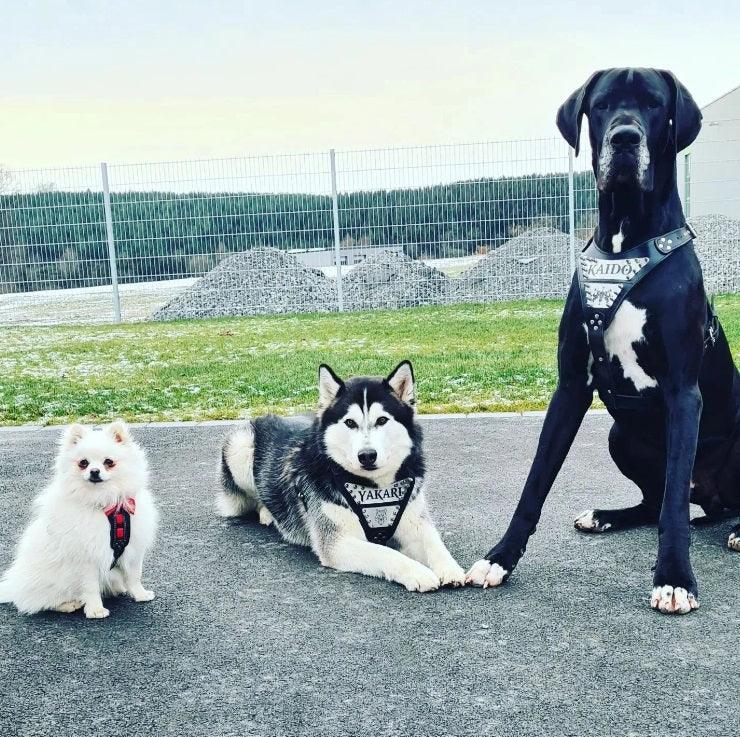 The Family Pet