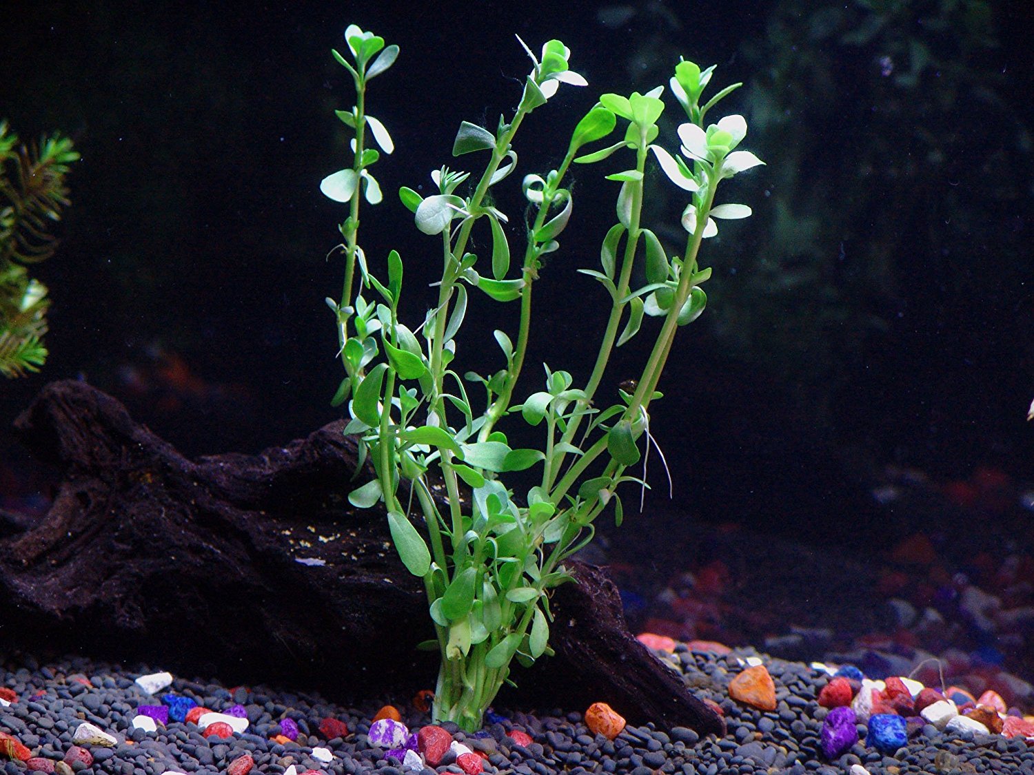 6 Species Aquarium Plants Bundle – Anacharis, Hornwort, Amazon Sword, Moneywort, Ludwigia and Cryptocoryne
