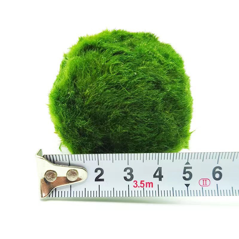 Marimo Moss Balls For Aquarium 3-4 Year 4-5cm Moss Balls: 5/10/20/50PCS Kokedama Japanese Algae Ball Wholesale
