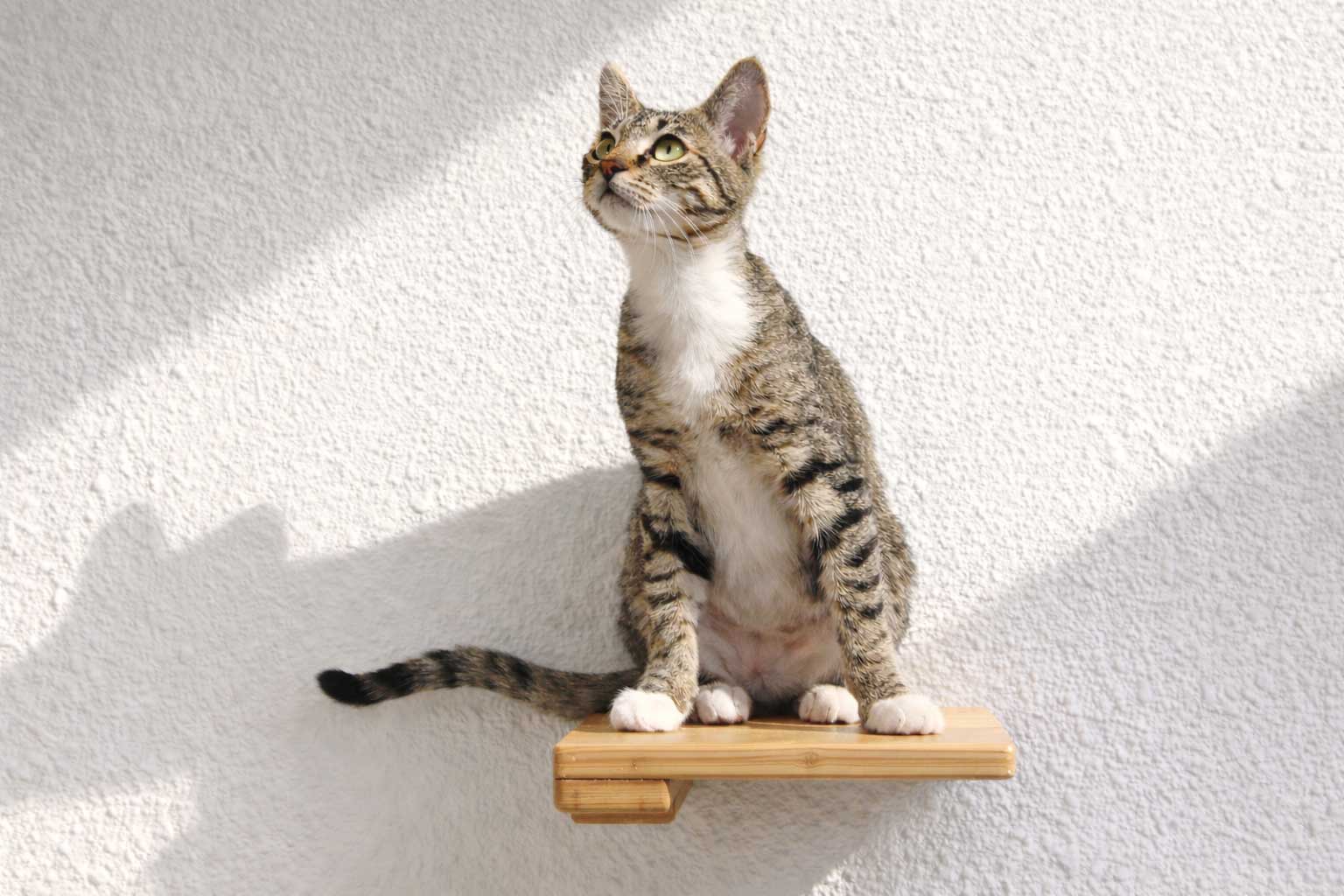 Cat Climbing Shelf