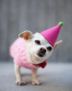 PAWTY HAT