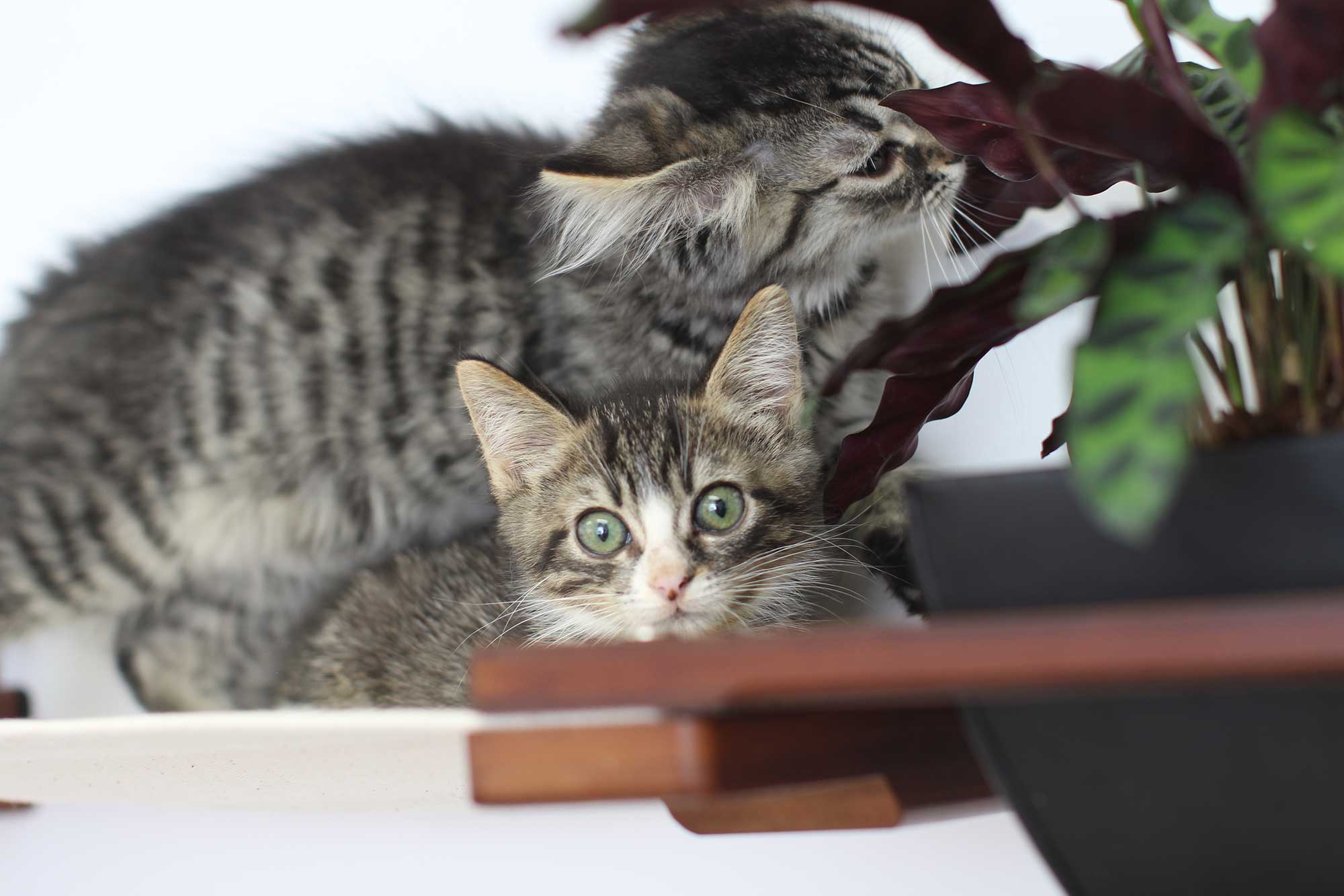 Cat Hammock Wall with Planter
