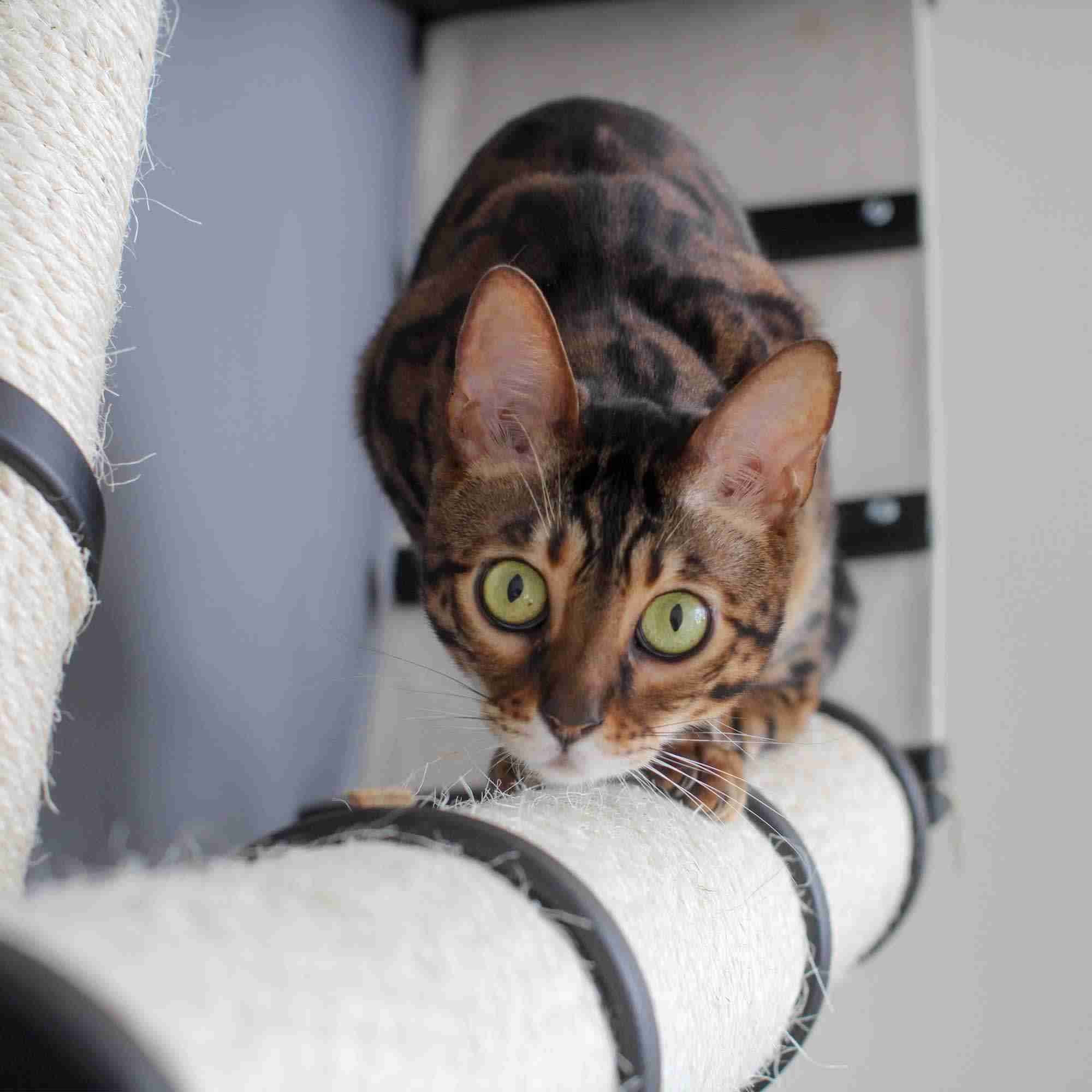 The Family Pet