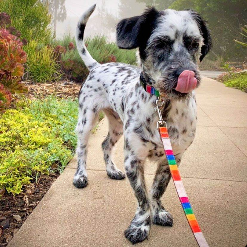Walk-e-Woo Rainbow Pride Dog Collars, Leads, and Bows
