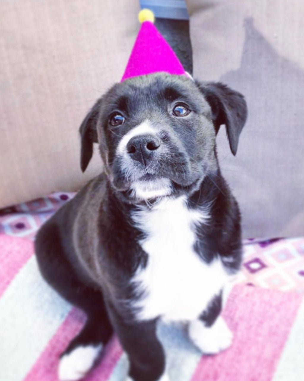 PAWTY HAT