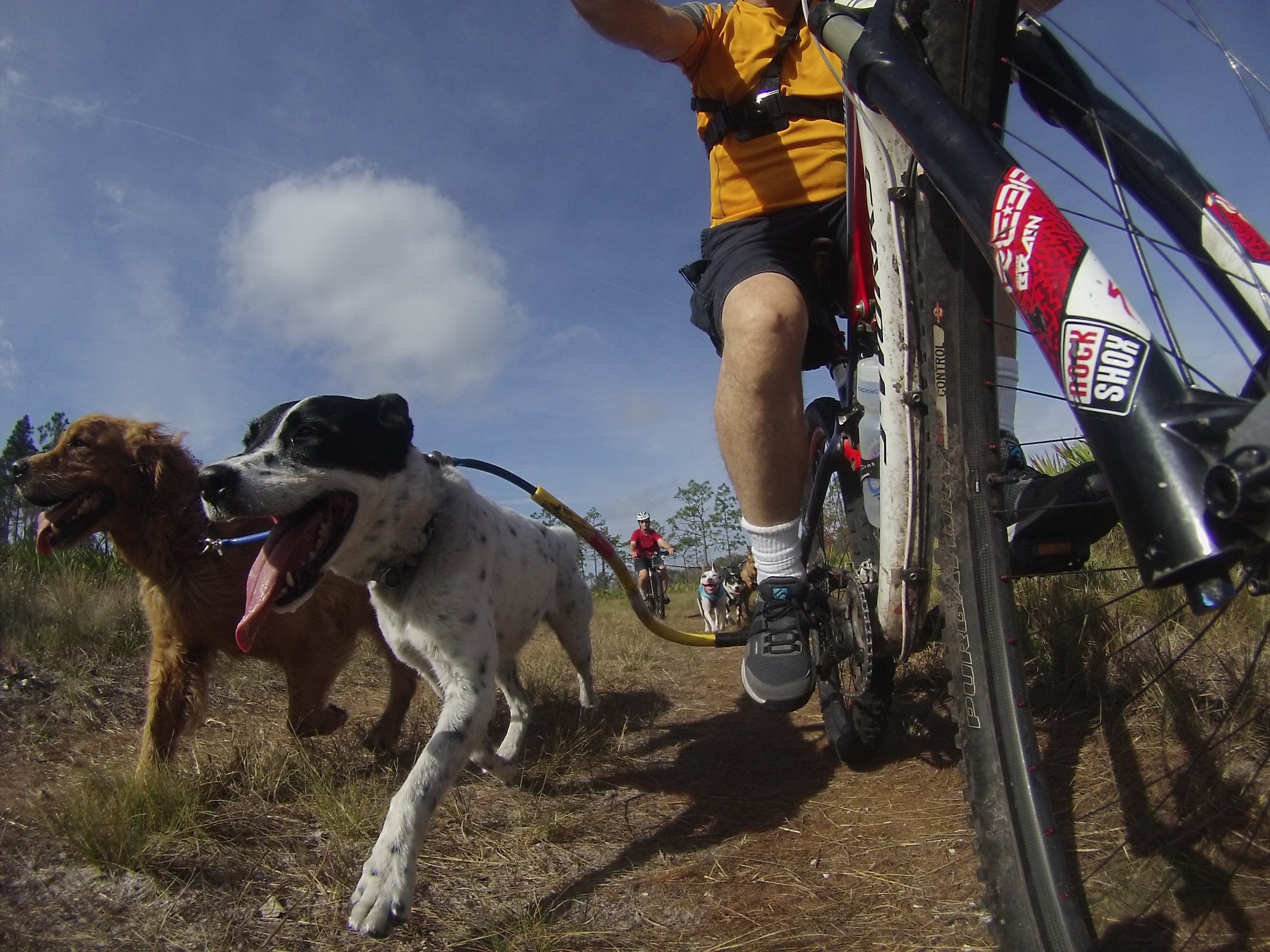 Dog Coupler for Biking and Walking