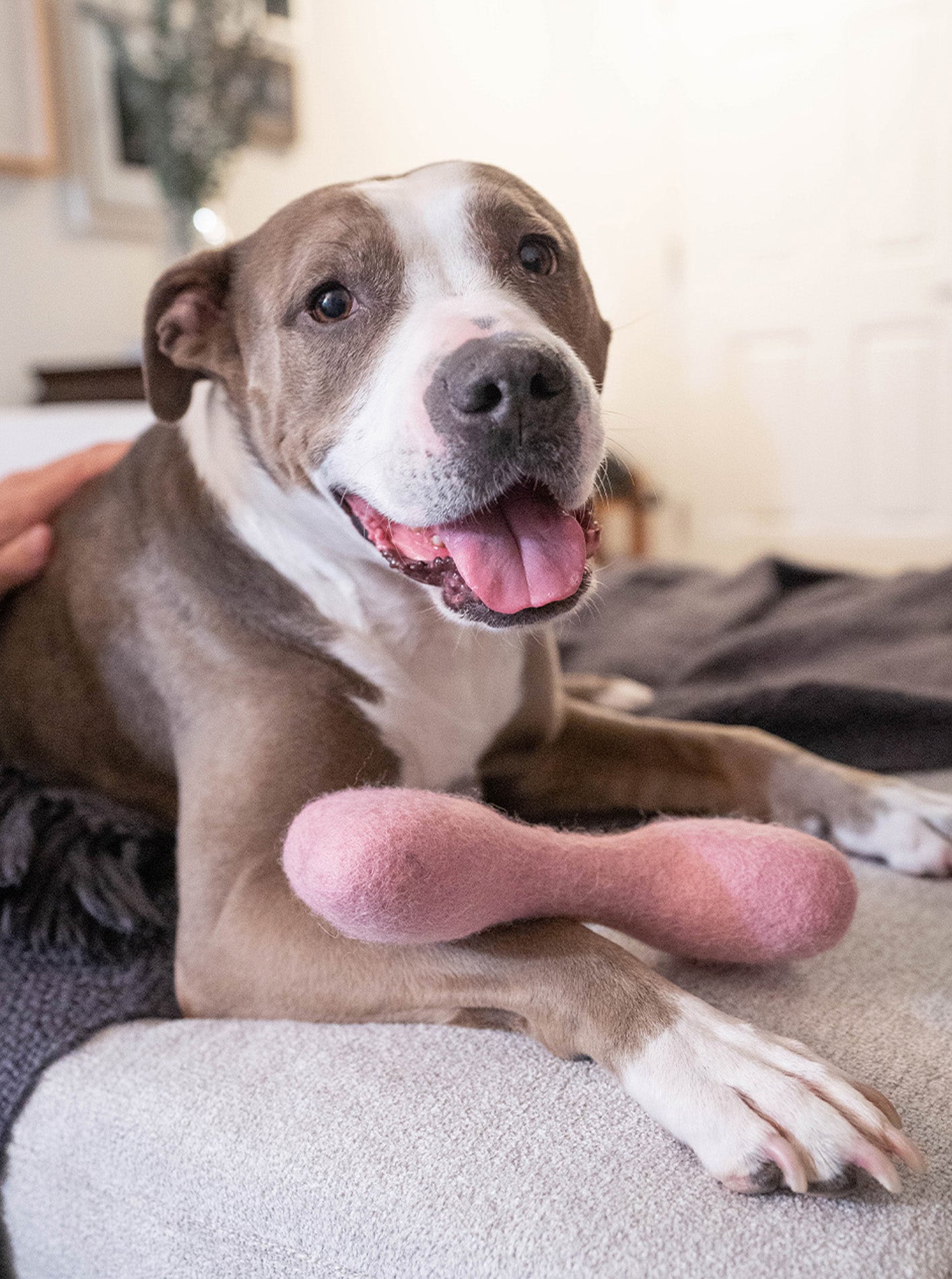 CLASSIC WOOLBONE DOG TOY