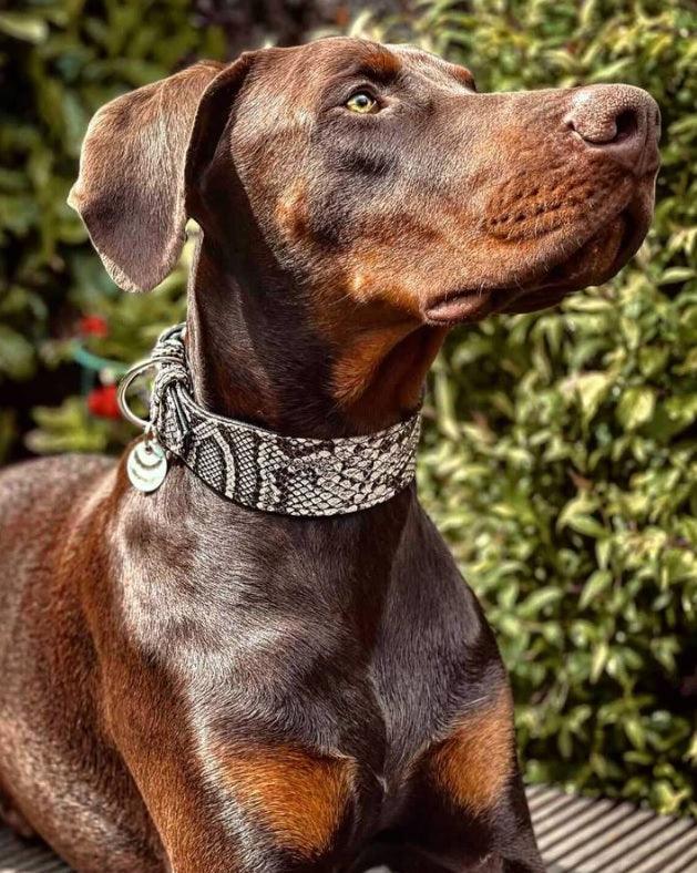 The ''Rock Python'' collar