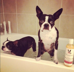 2-in-1 Dog Shampoo + Conditioner - Coconut Scented