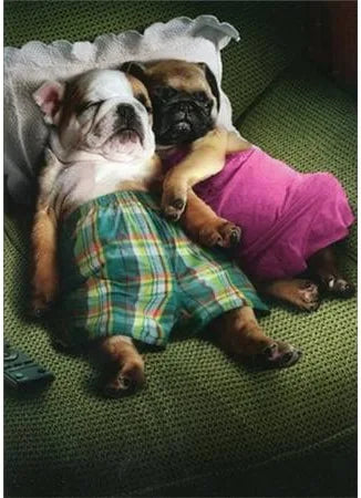 Avanti Puppy Love Greeting Card