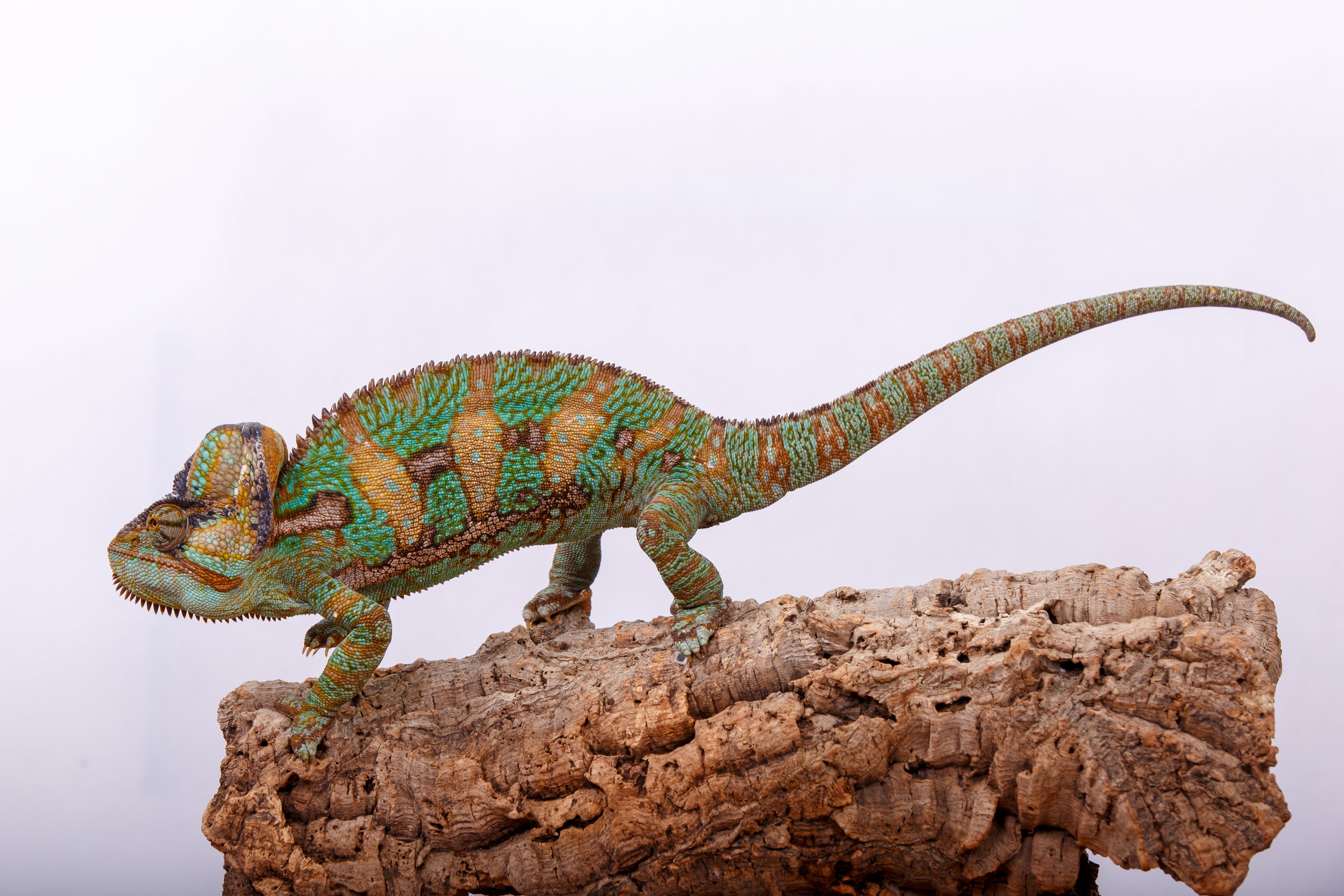 Cork Bark Rounds (Customizable)