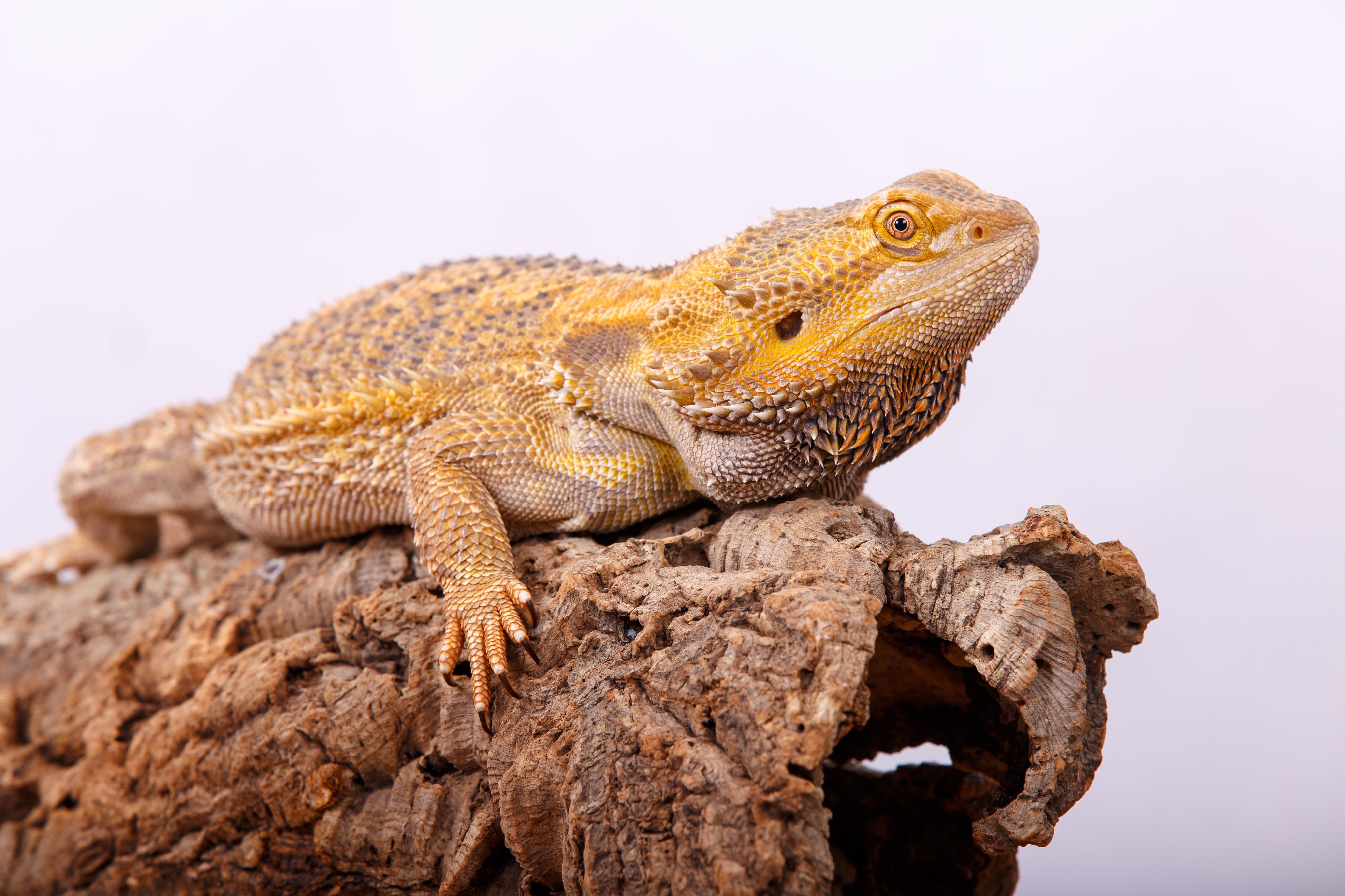 Cork Bark Rounds (Customizable)