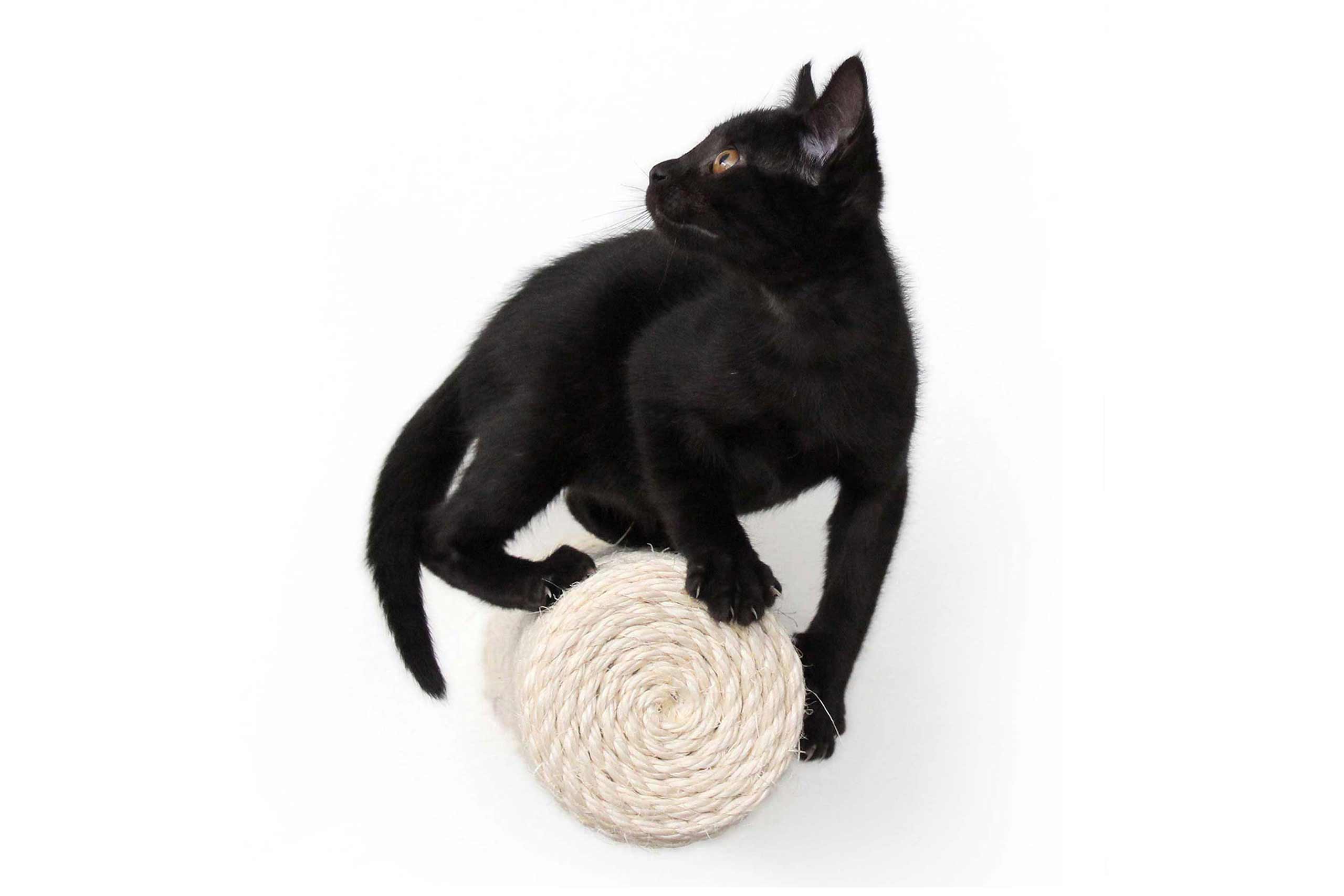 Floating Cat Step for Wall