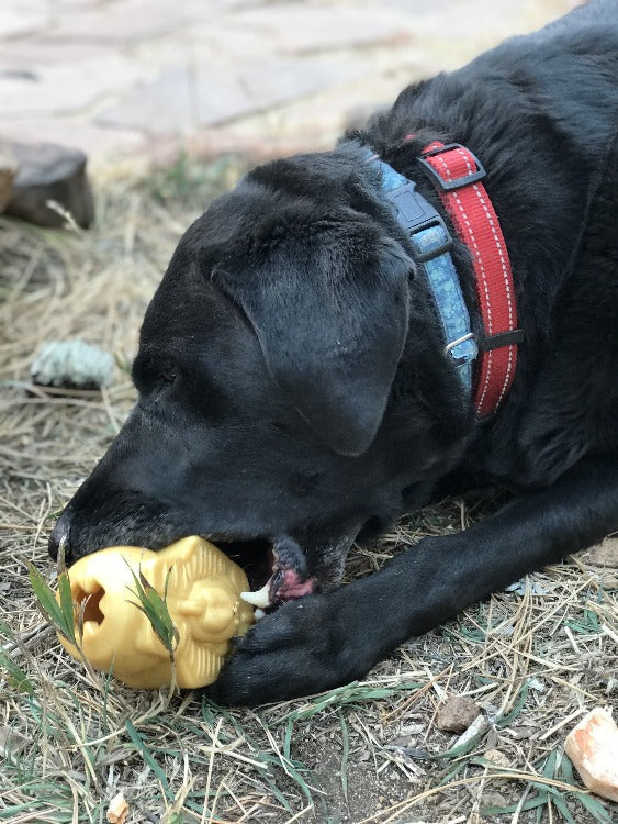 Doggie Pharaoh Durable Chew Toy & Treat Dispenser