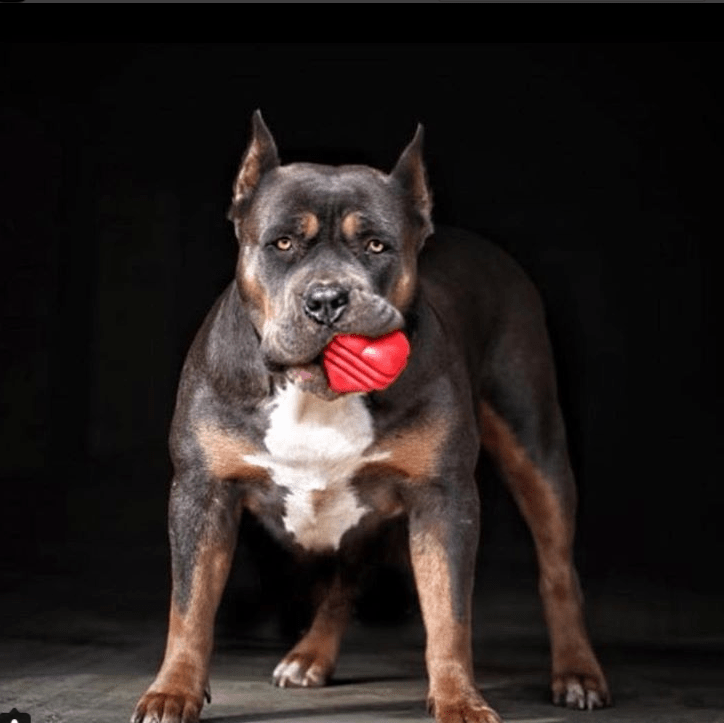 Large Rubber Heart on a String Toy