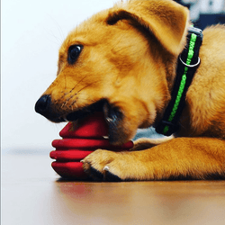 Large Rubber Heart on a String Toy