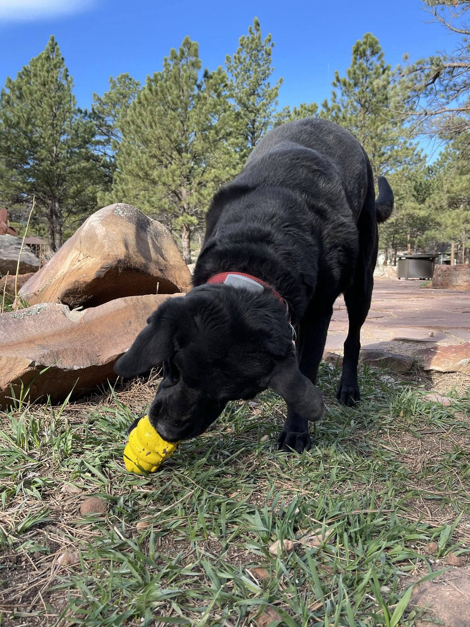 Honey Bear Durable Rubber Treat Dispenser