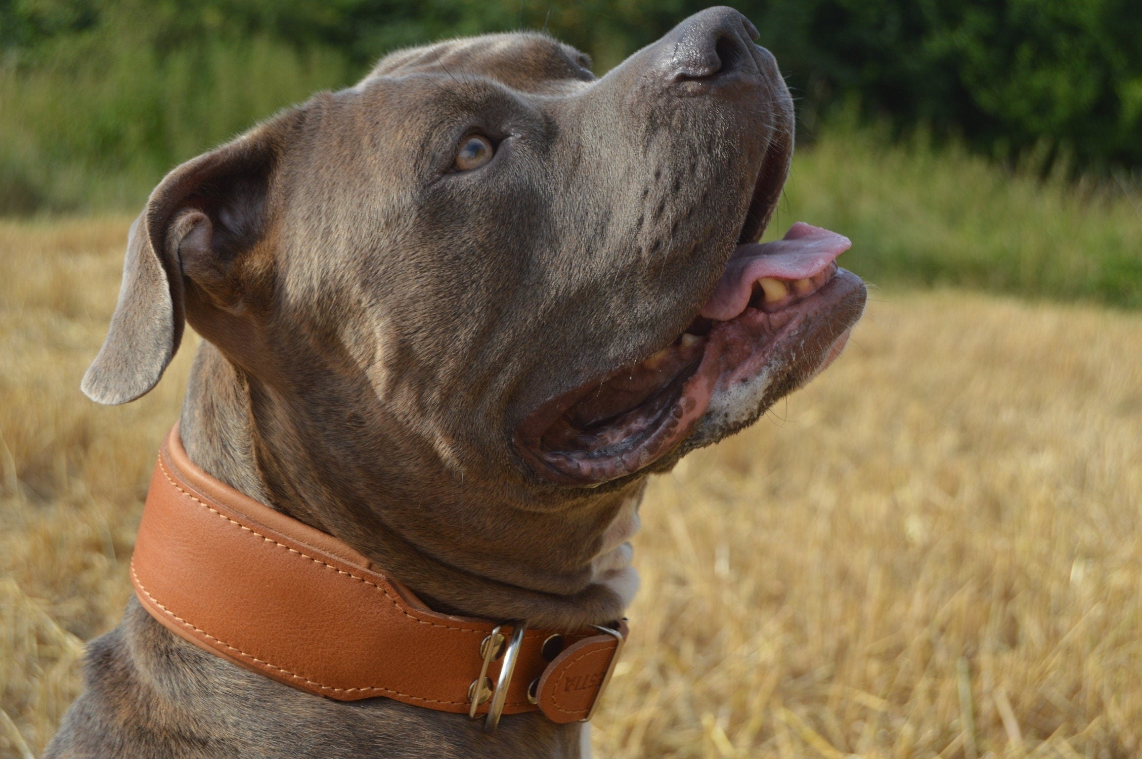 "Stylish" 2 inch wide dog collar