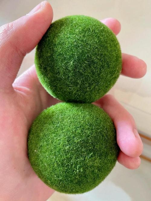 Sample Marimo Moss Balls For Aquarium Multiple Size - Kokedama Japanese Algae Ball