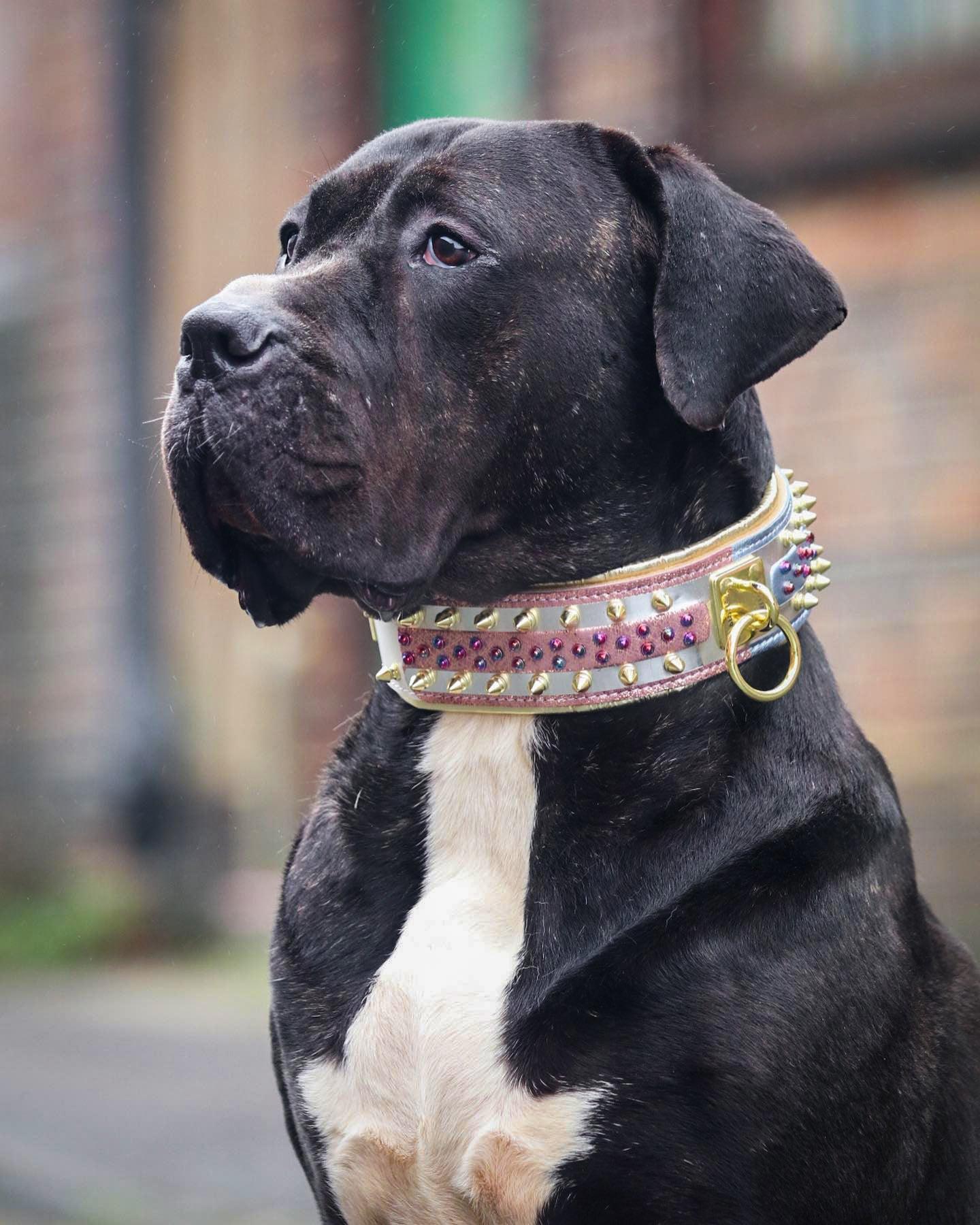 The Candy Dog Collar