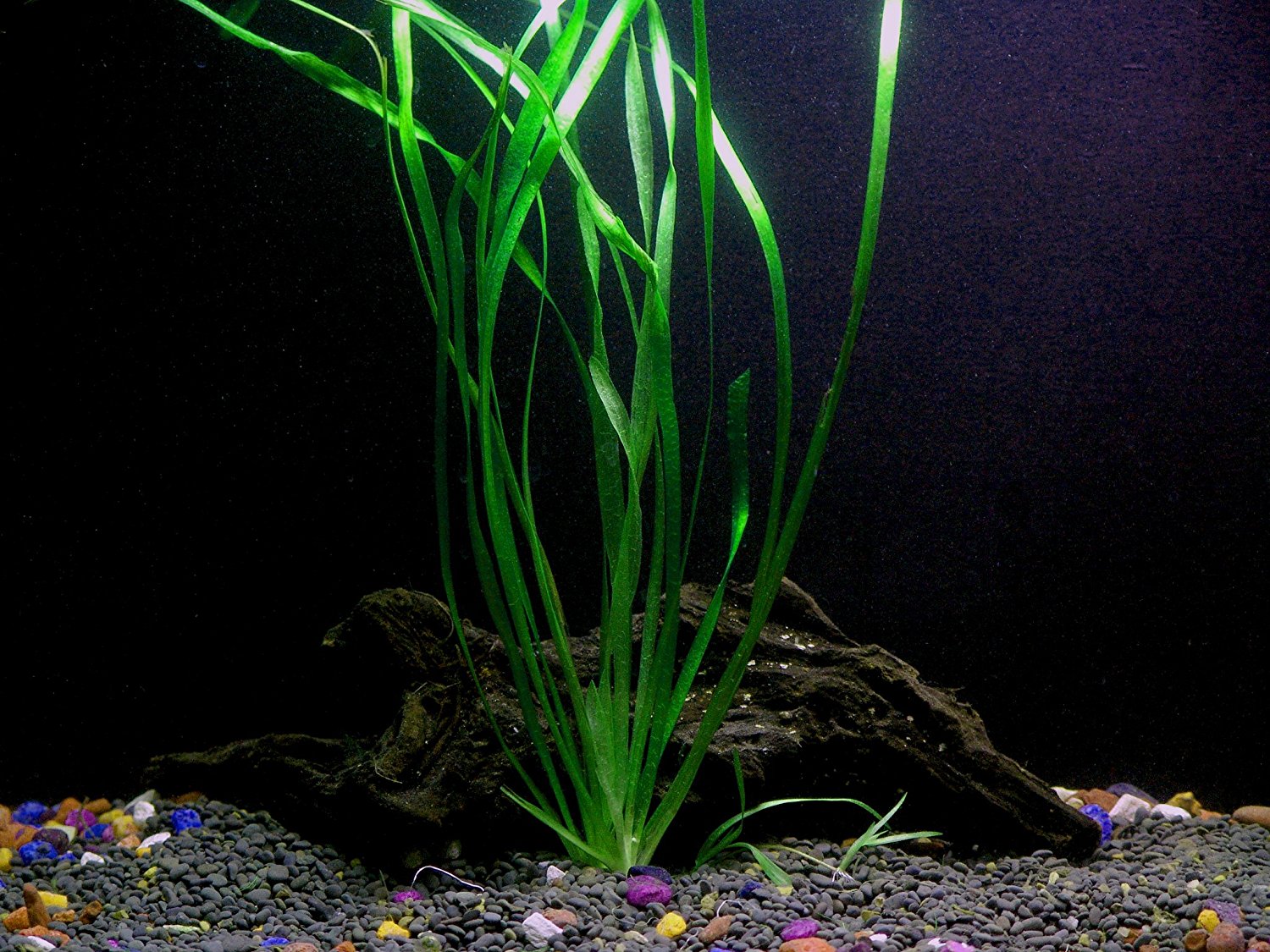 8 Species Aquarium Plants Bundle – Anacharis, Hornwort, Amazon Sword, Moneywort, Ludwigia and Cryptocoryne