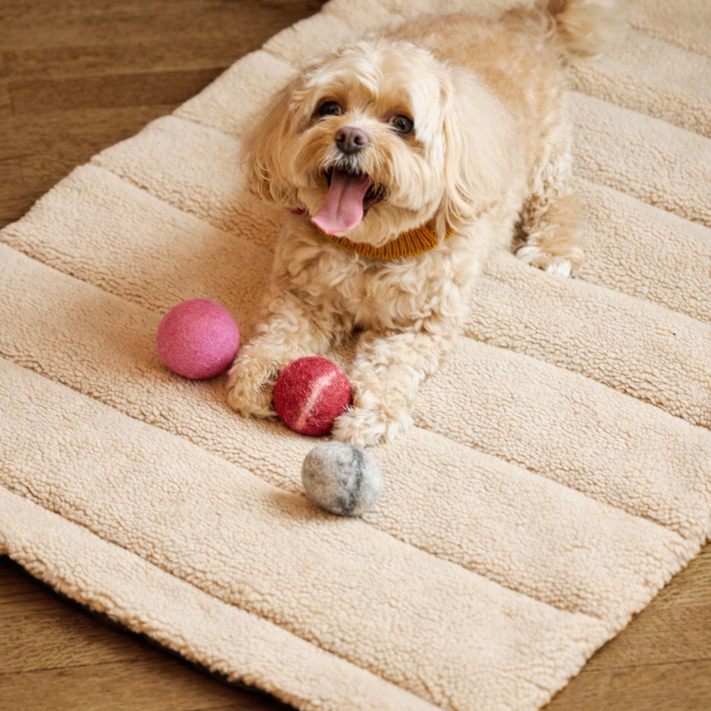 Nooee Pet Wool Toy Ball Set (5 cm)