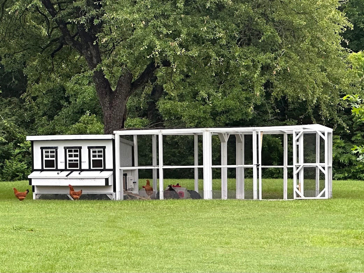 XL Chicken Coop - Up to 20 Chickens